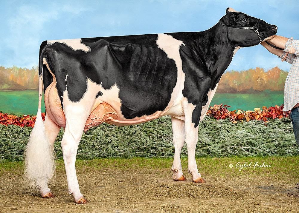 Next Man Up • Cattle Visions • Premier Multi-Breed Online